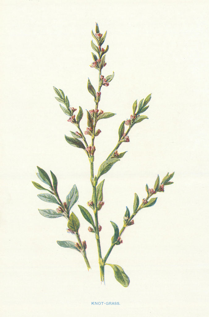 Knot-Grass. Wild Flowers by Frederick Edward Hulme c1895 old antique print